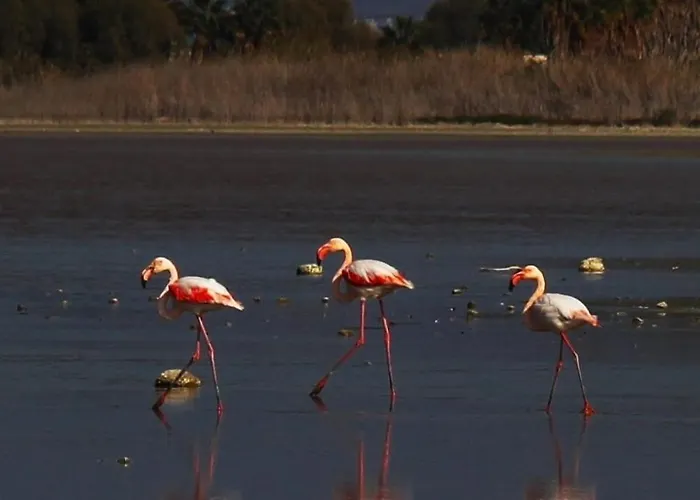 Ferienhaus Calma Country Living Linopotis